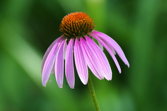 Purple Coneflower - (Echinacea purpurea)