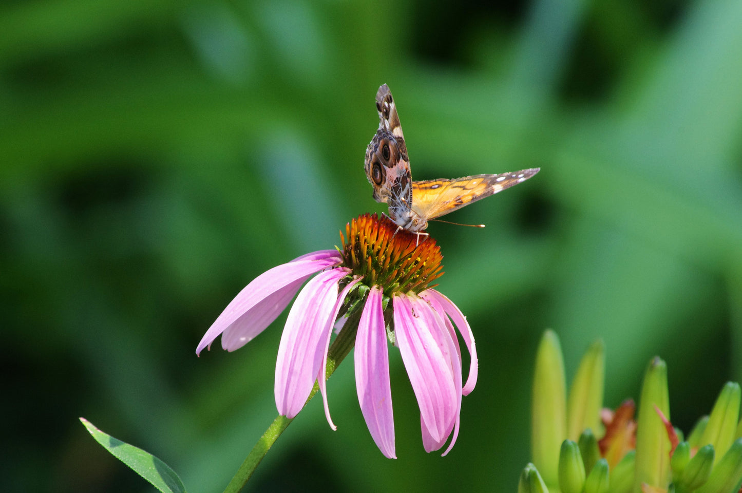Purple Coneflower - (Echinacea purpurea)