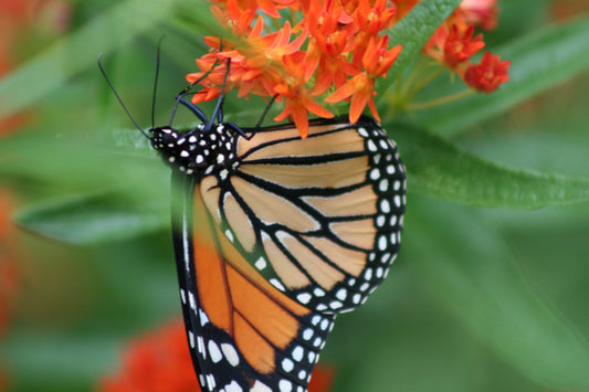 Butterfly Weed - (Asclepias tuberosa)