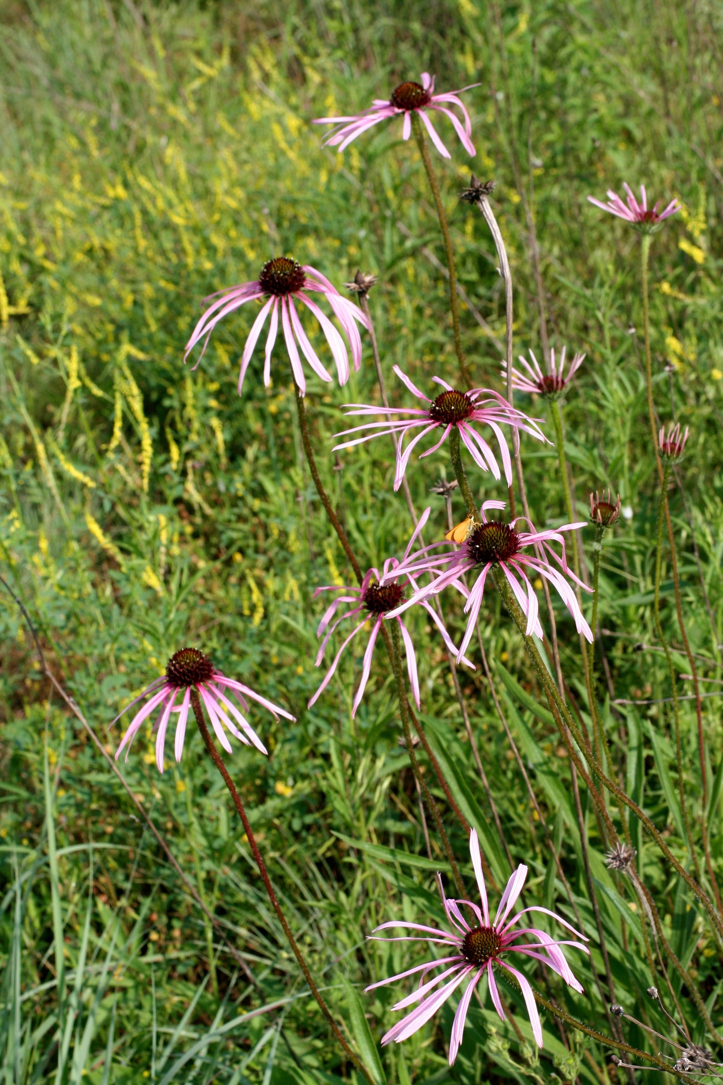 Pale Purple Coneflower - (Echinacea pallida)