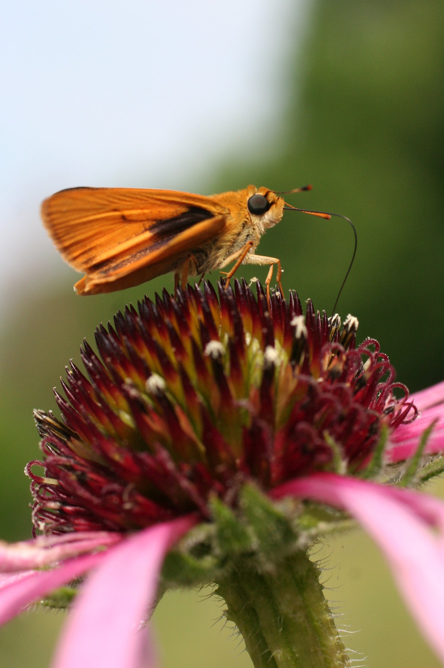 Pale Purple Coneflower - (Echinacea pallida)