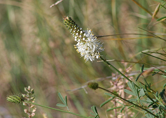 White Prairie Clover - (Dalea candida)