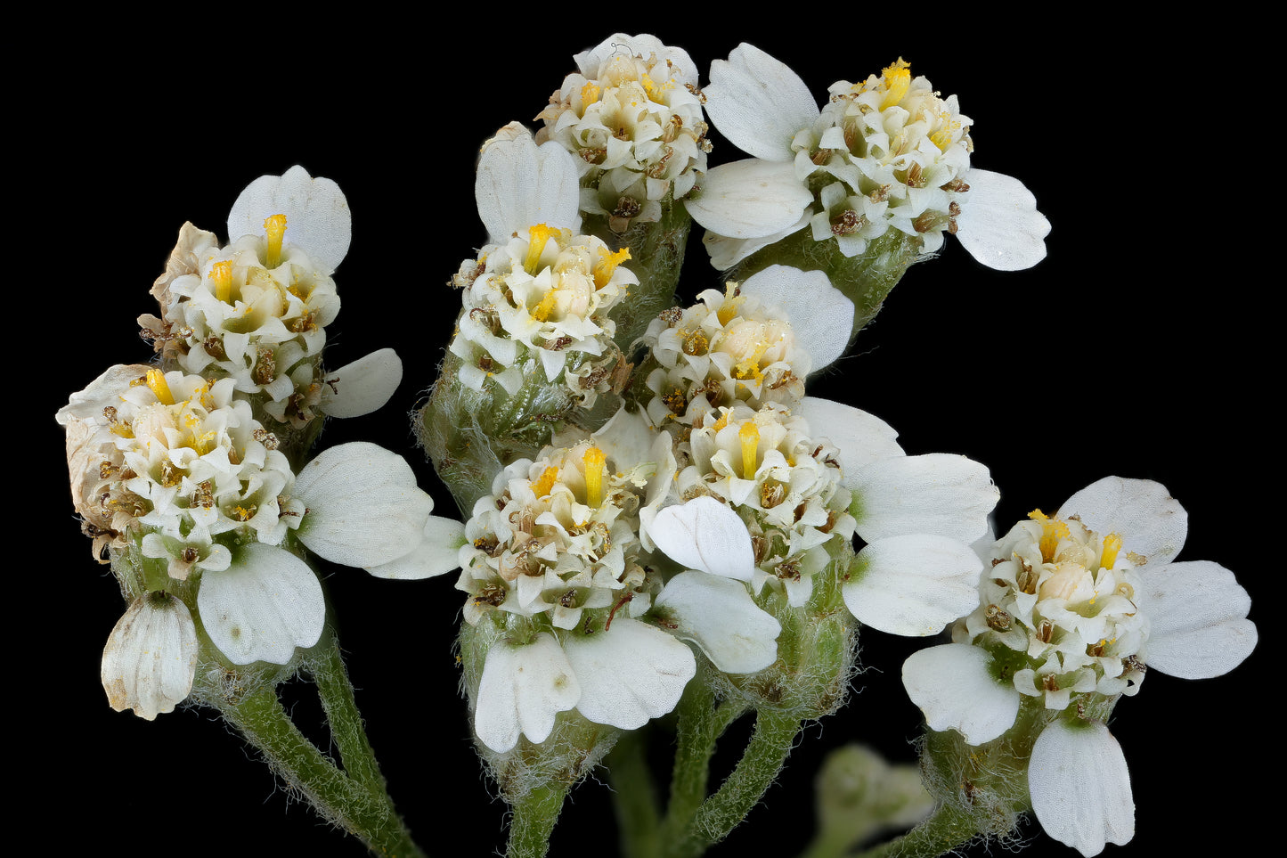 Yarrow (Achillea millefolium)