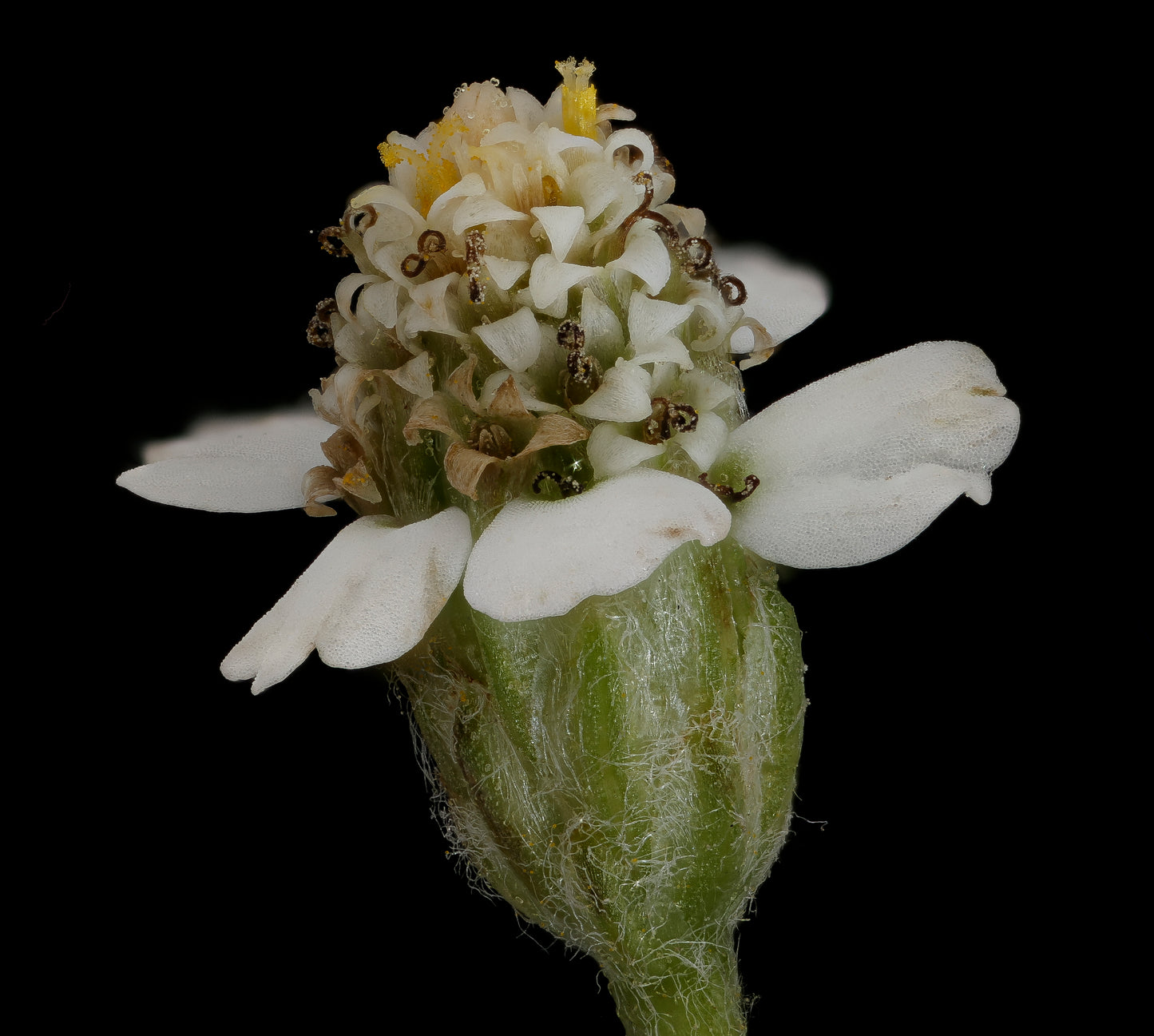 Yarrow (Achillea millefolium)