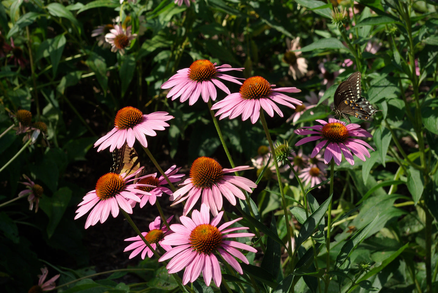 Purple Coneflower - (Echinacea purpurea)