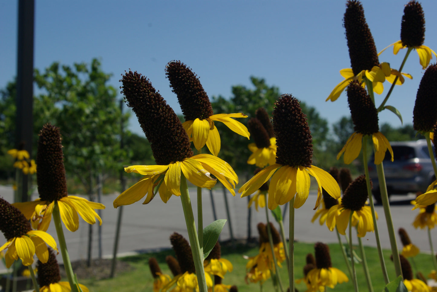 Great Coneflower - (Rudbeckia maxima)