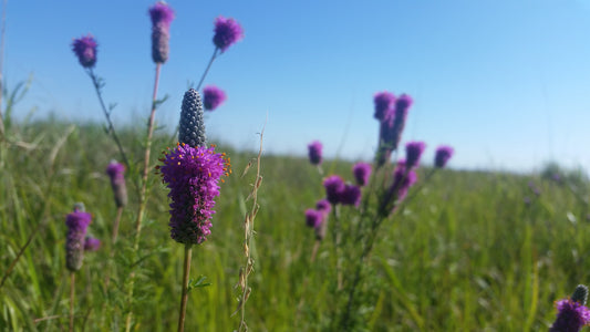 Purple Prairie Clover - (Dalea purpurea)