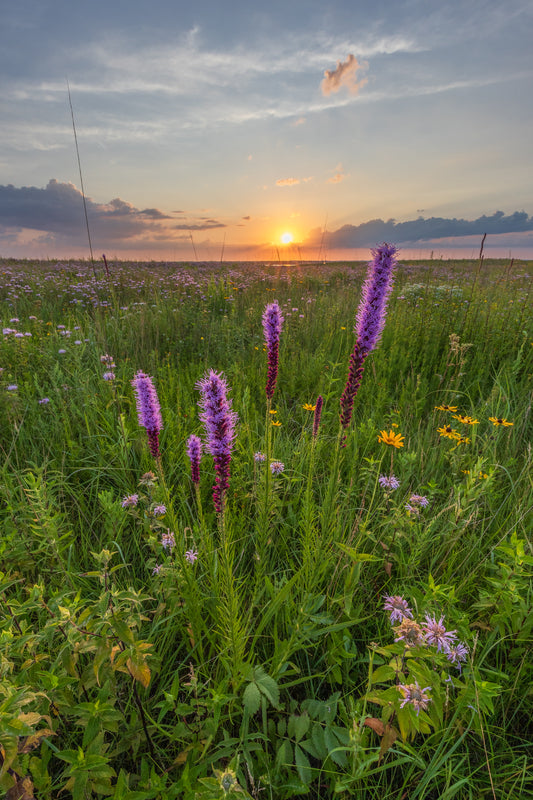 Prairie Blazing Star - (Liatris pycnostachya)