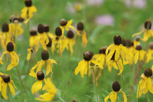 Grey-Headed Coneflower - (Ratibida pinnata)
