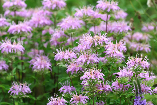 Wild Bergamot (Monarda fistulosa var. mollis) - Local