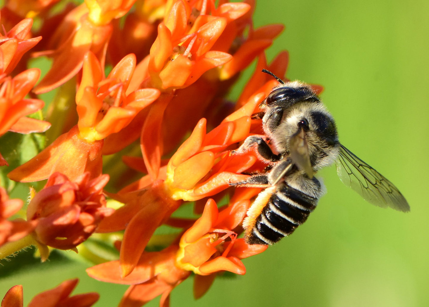 Butterfly Weed - (Asclepias tuberosa)