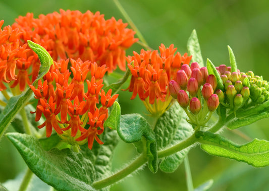 Butterfly Weed - (Asclepias tuberosa)