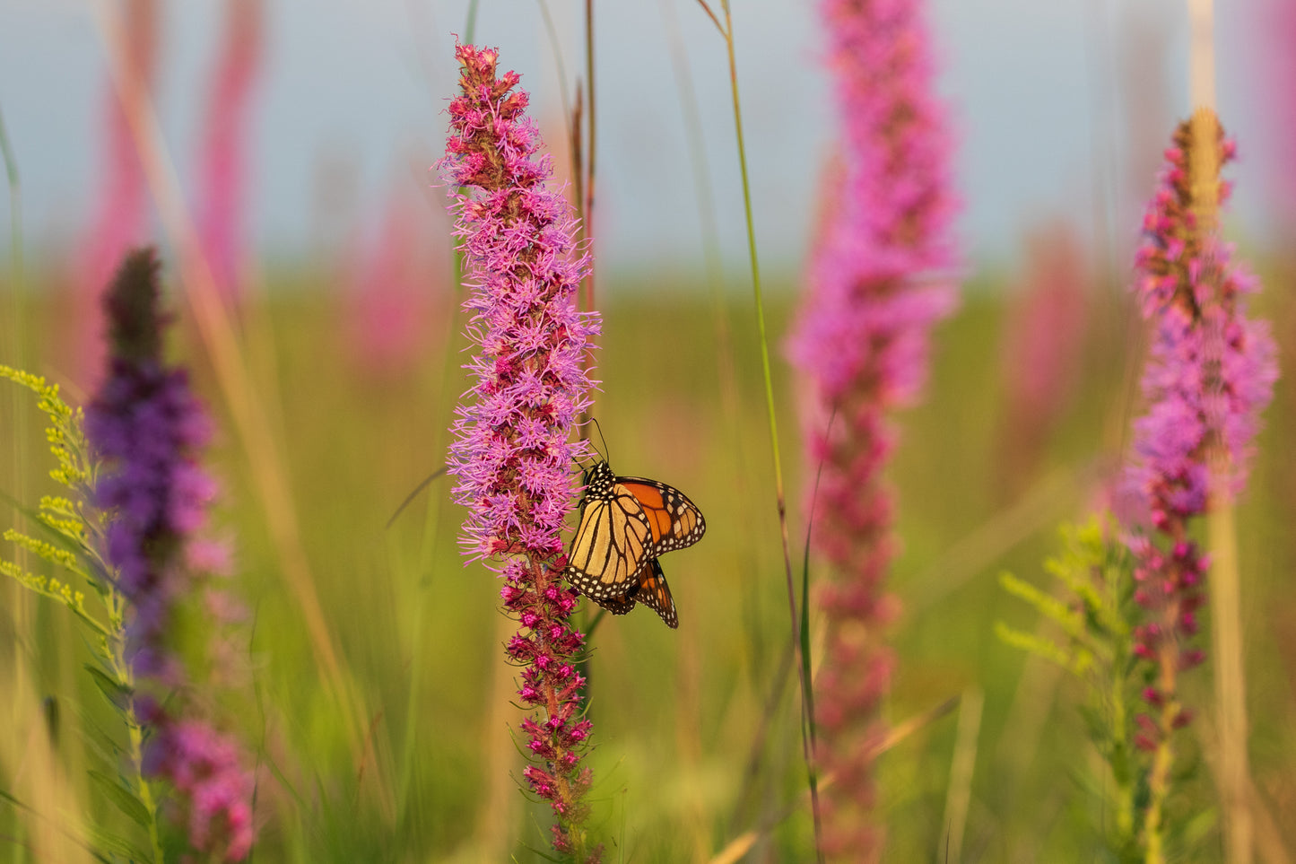 Prairie Blazing Star - (Liatris pycnostachya)
