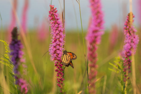 Prairie Blazing Star - (Liatris pycnostachya)