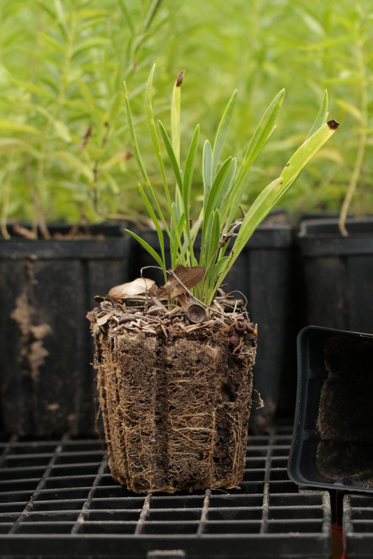 Lance-leaf Coreopsis (Coreopsis lanceolata) - Local