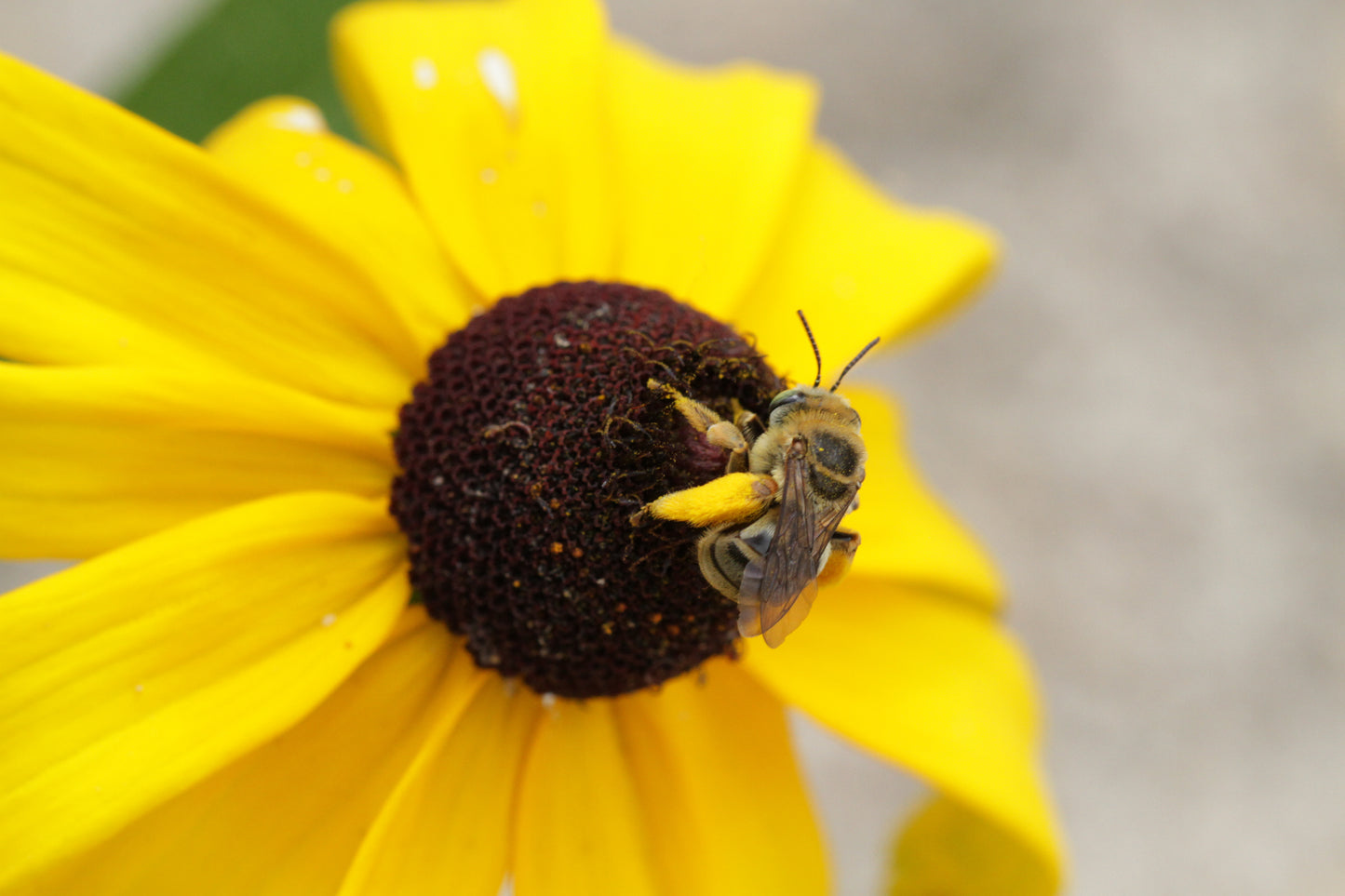 Black-Eyed Susan (Rudbeckia hirta var. pulcherrima) - Local Genetics