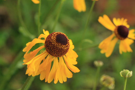 One flower of Helenium campestre