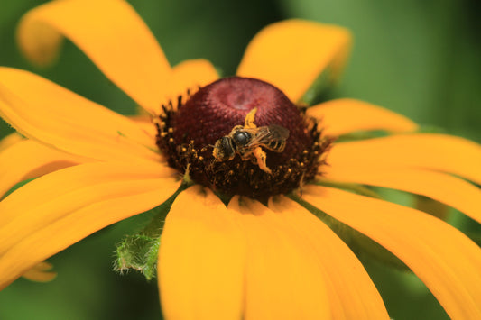 Black-Eyed Susan (Rudbeckia hirta var. pulcherrima) - Local