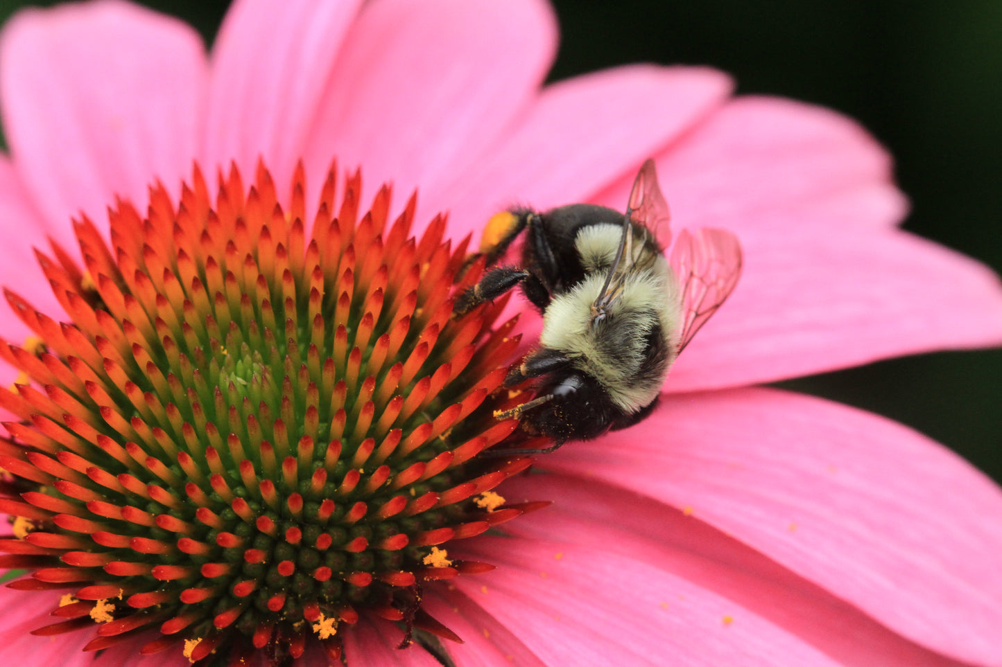 Purple Coneflower - (Echinacea purpurea)