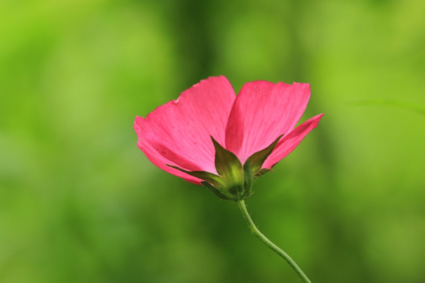 Bush's Poppy Mallow (Callirhoe bushii)