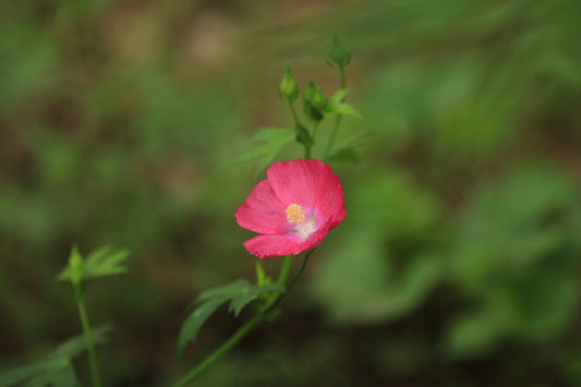 Bush's Poppy Mallow (Callirhoe bushii)