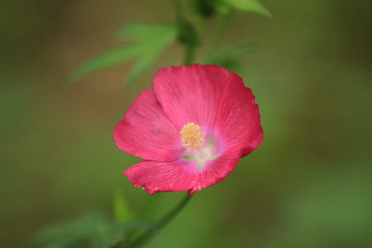 Bush's Poppy Mallow (Callirhoe bushii)