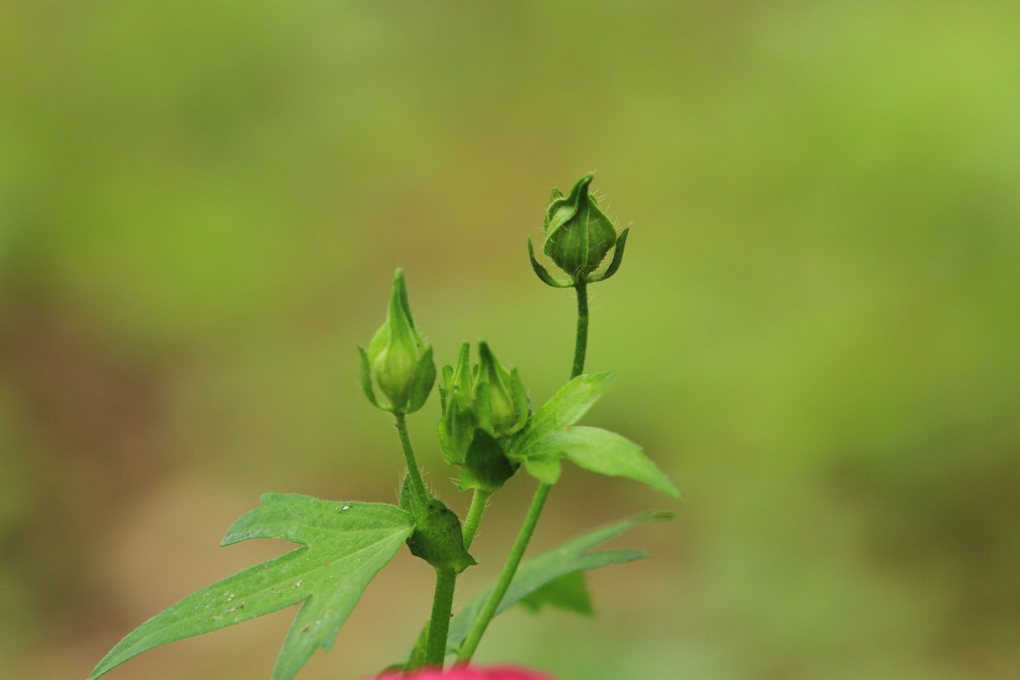 Bush's Poppy Mallow (Callirhoe bushii)