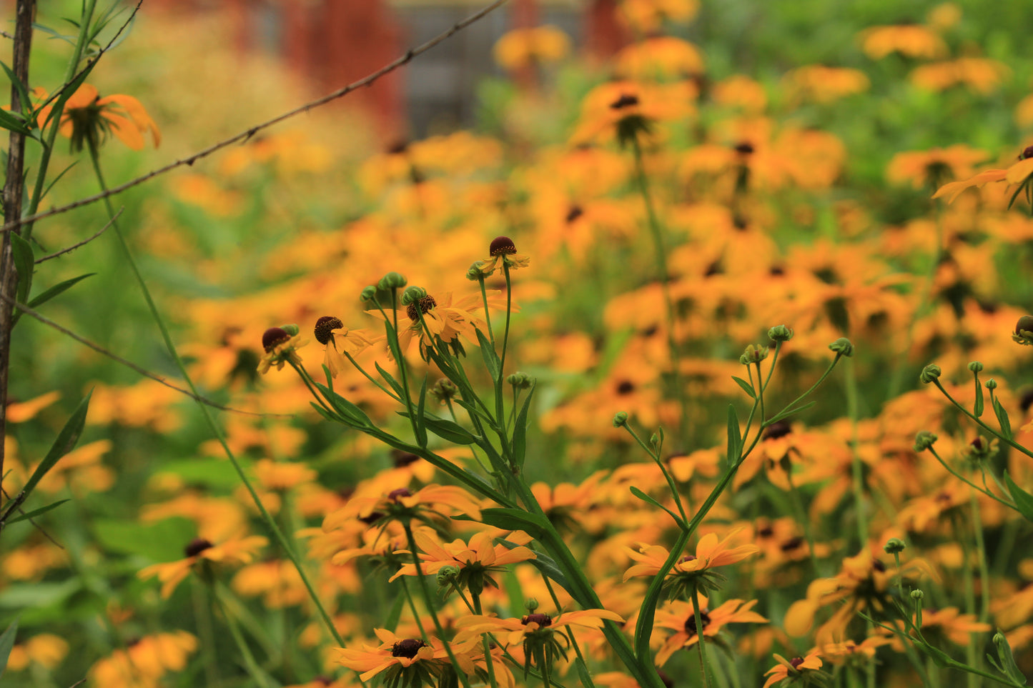 Southern Sneezeweed (Helenium flexuosum) - Local