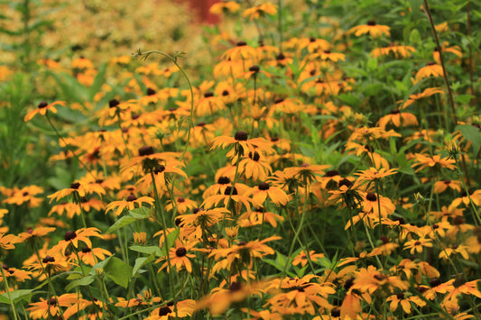 Black-Eyed Susan (Rudbeckia hirta var. pulcherrima) - Local