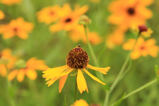 Southern Sneezeweed (Helenium flexuosum) - Local