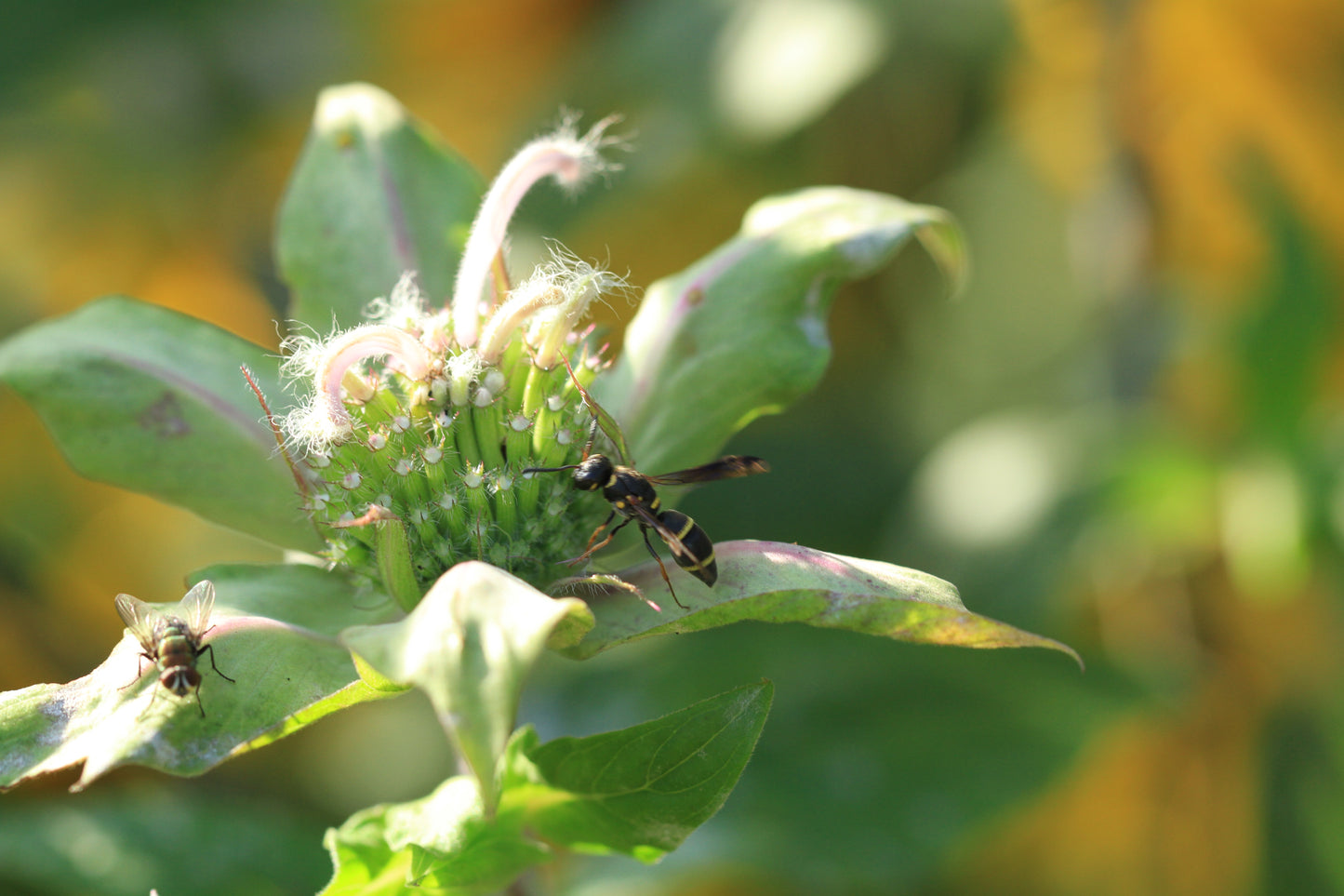 Wild Bergamot (Monarda fistulosa var. mollis) - Local