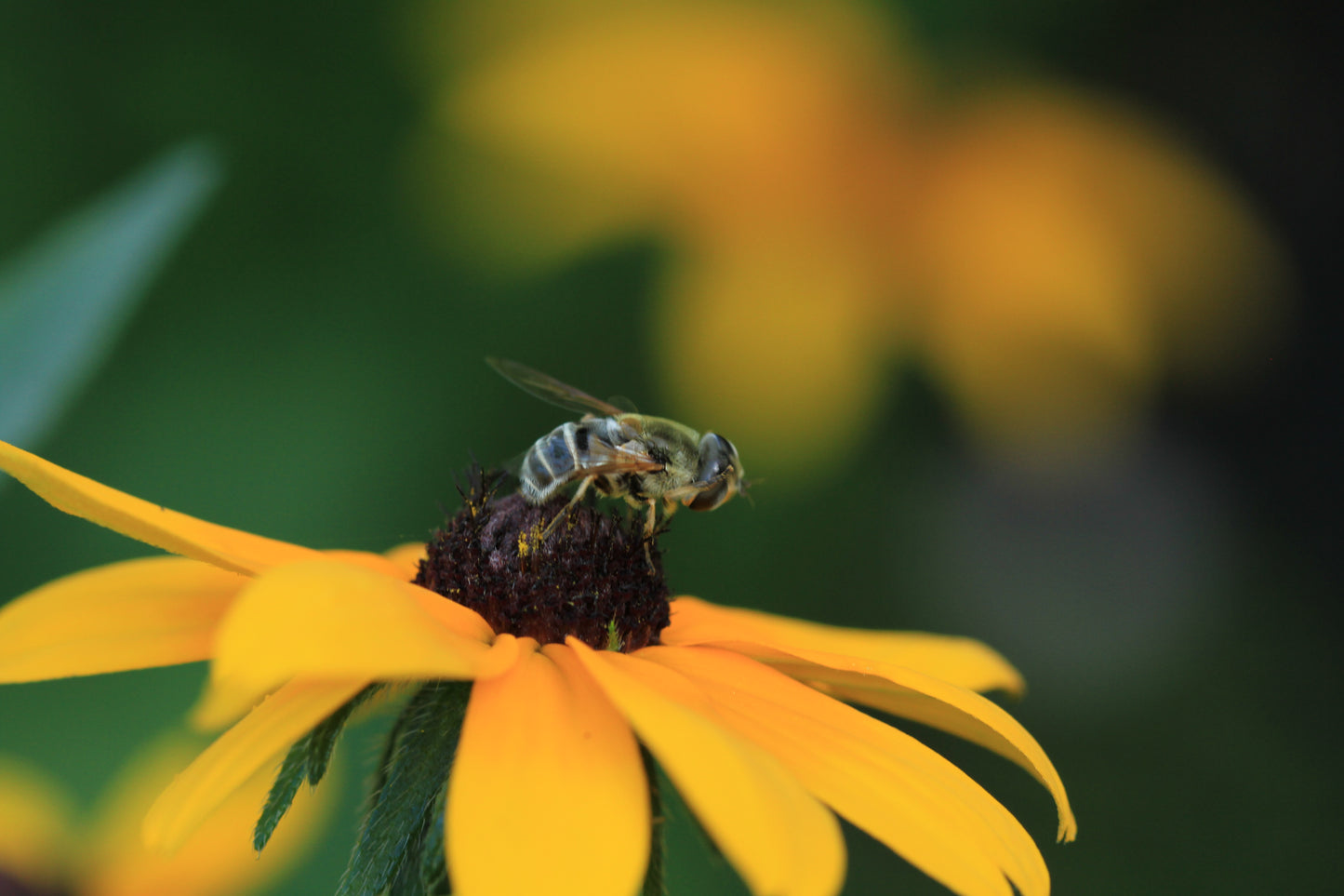 Black-Eyed Susan (Rudbeckia hirta var. pulcherrima) - Local