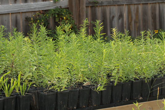 Row of young blue sage (Salvia azurea) in black pots