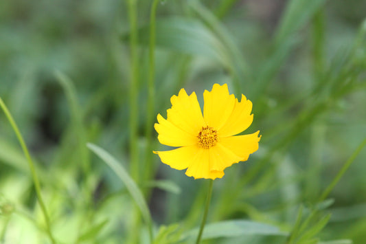Lance-leaf Coreopsis (Coreopsis lanceolata) - Local