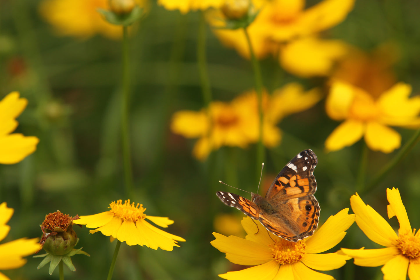Lance-leaf Coreopsis (Coreopsis lanceolata) - Local