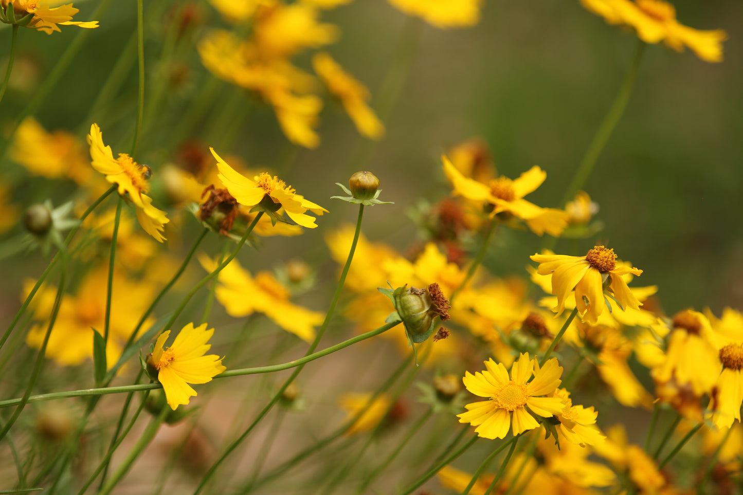 Lance-leaf Coreopsis (Coreopsis lanceolata) - Local