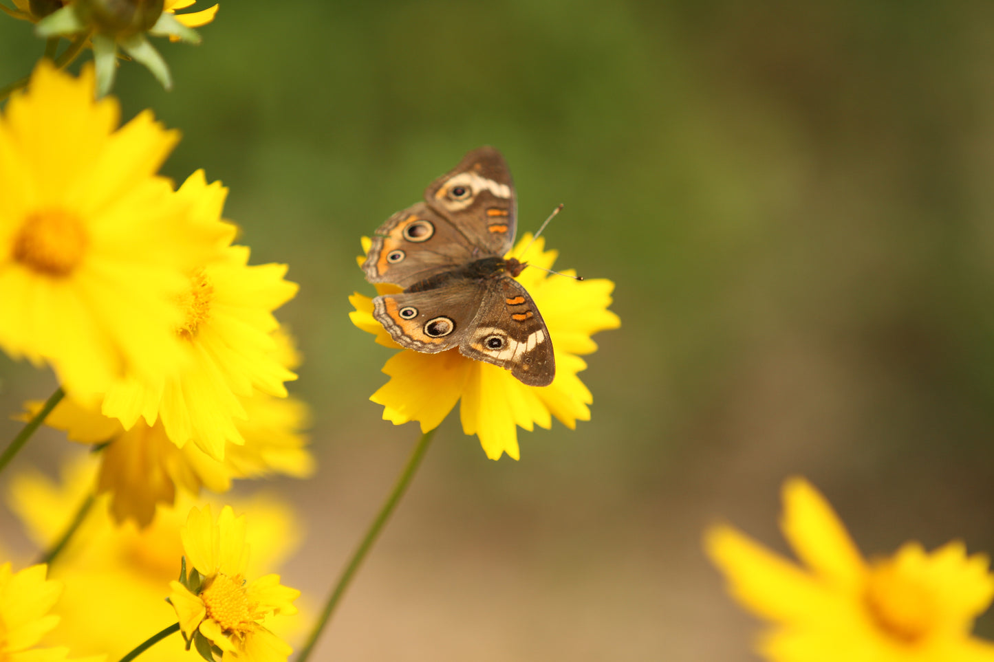Lance-leaf Coreopsis (Coreopsis lanceolata) - Local