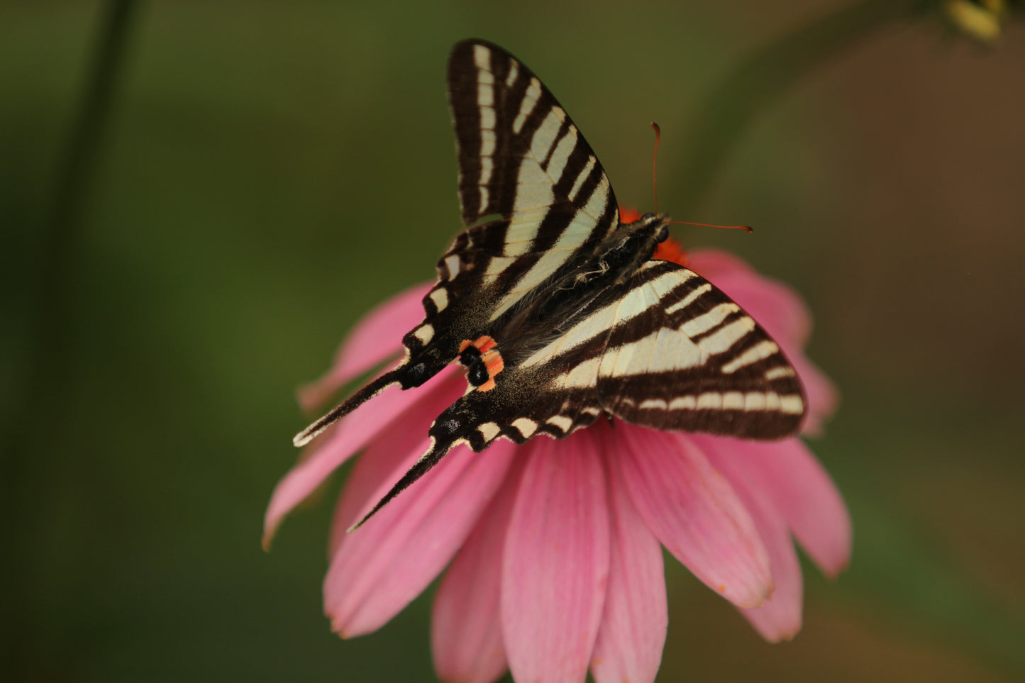 Purple Coneflower - (Echinacea purpurea)