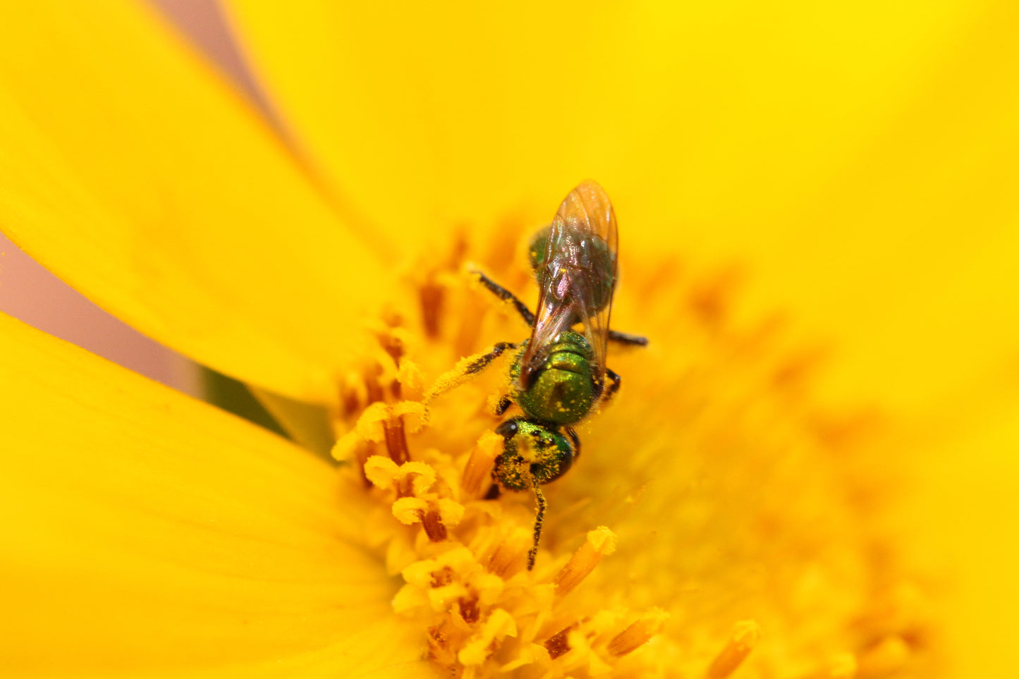 Lance-leaf Coreopsis (Coreopsis lanceolata) - Local