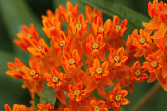 Butterfly Weed - (Asclepias tuberosa)