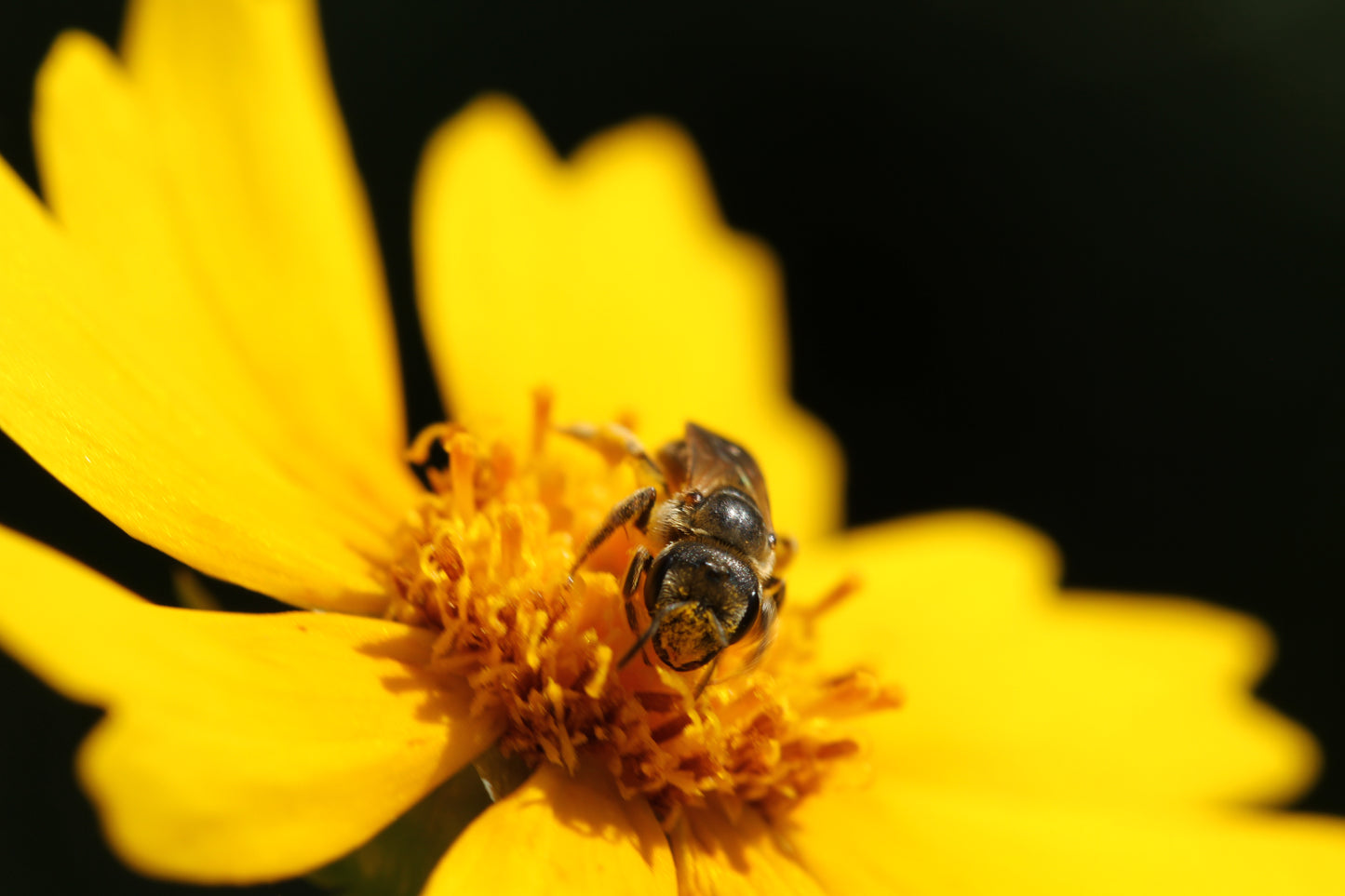Lance-leaf Coreopsis (Coreopsis lanceolata) - Local