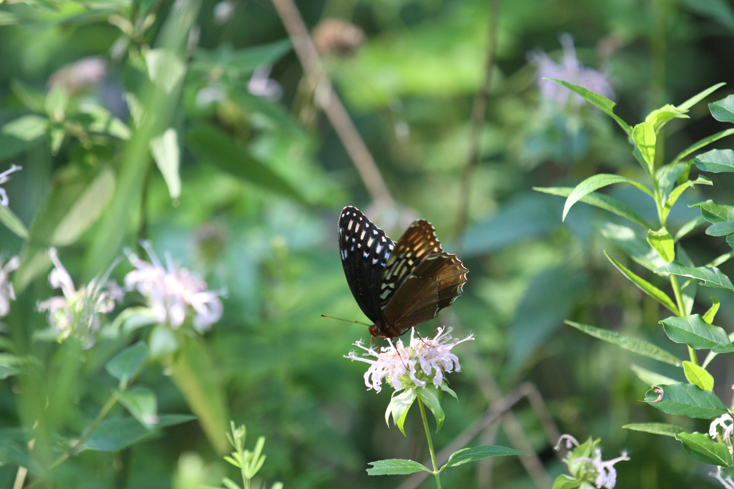 Wild Bergamot (Monarda fistulosa var. mollis) - Local