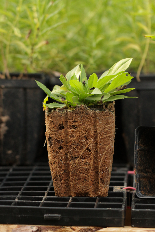 Southern Sneezeweed (Helenium flexuosum) - Local