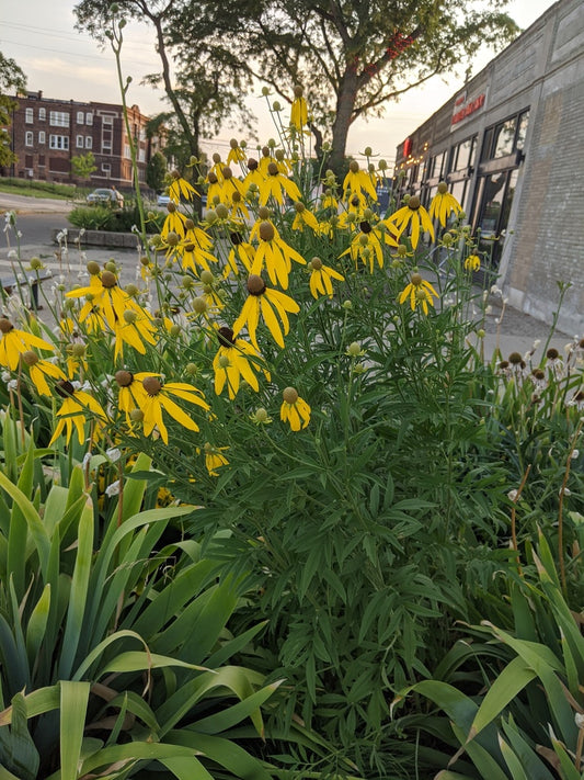 Grey-Headed Coneflower - (Ratibida pinnata)