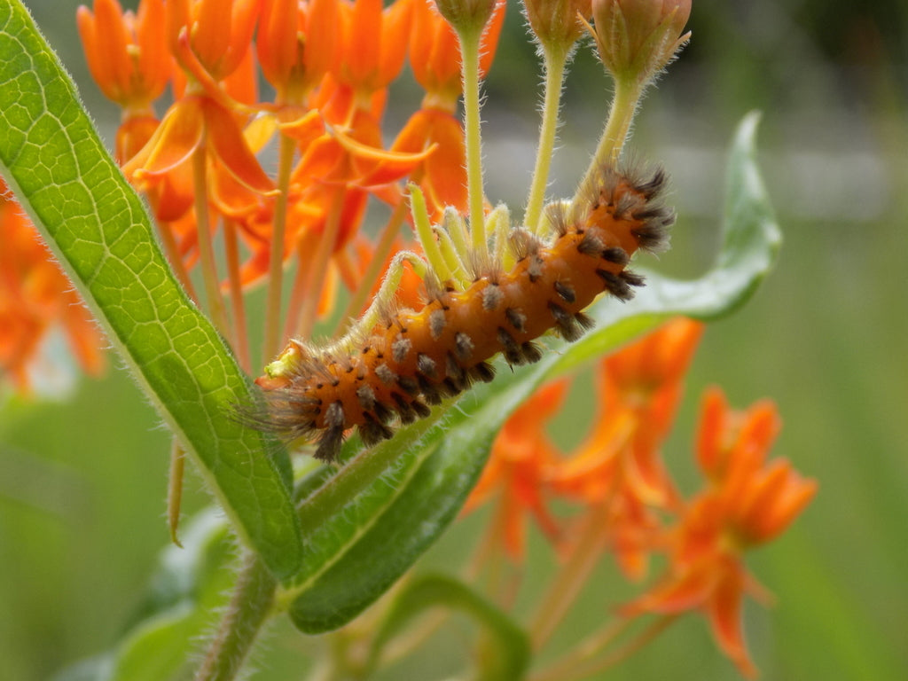 Butterfly Weed - (Asclepias tuberosa)