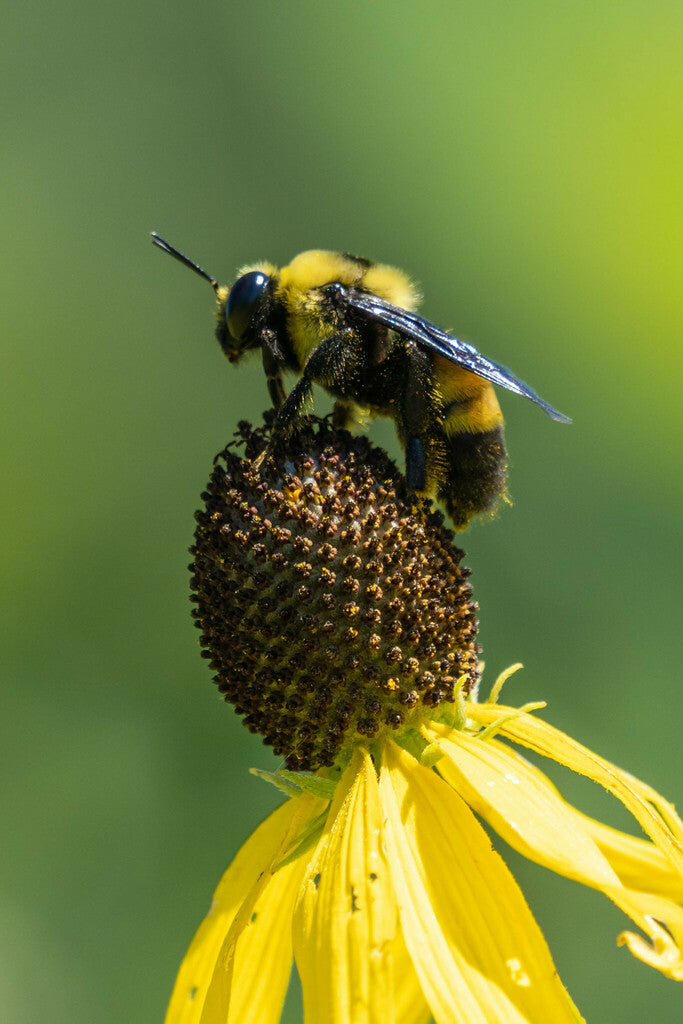 Grey-Headed Coneflower - (Ratibida pinnata)