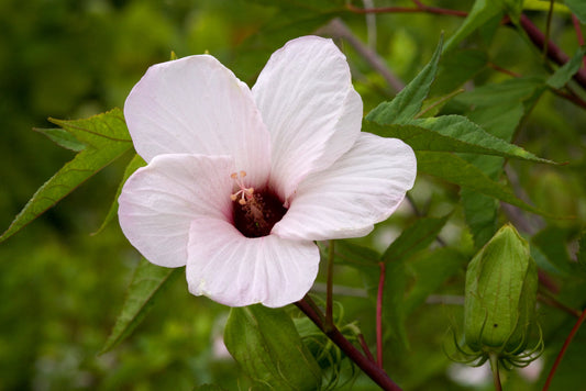 Rose Mallow - (Hibiscus laevis)