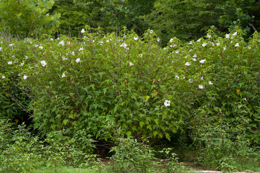 Rose Mallow - (Hibiscus laevis)