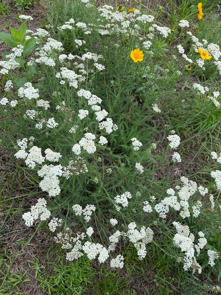 Yarrow (Achillea millefolium)