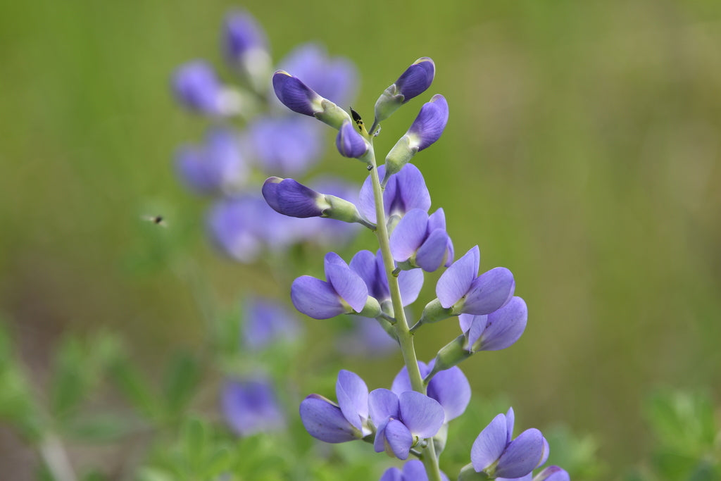 Dwarf Blue Indigo (Baptisia australis var. minor)